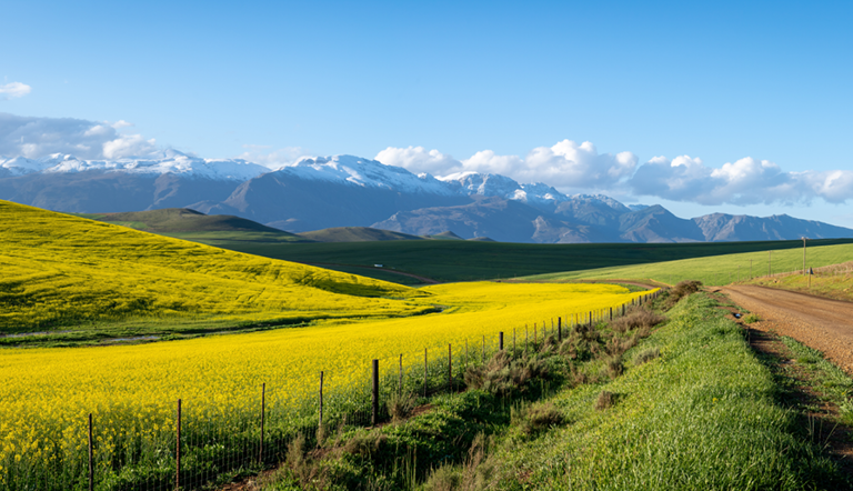 The disadvantages of monoculture farming14
