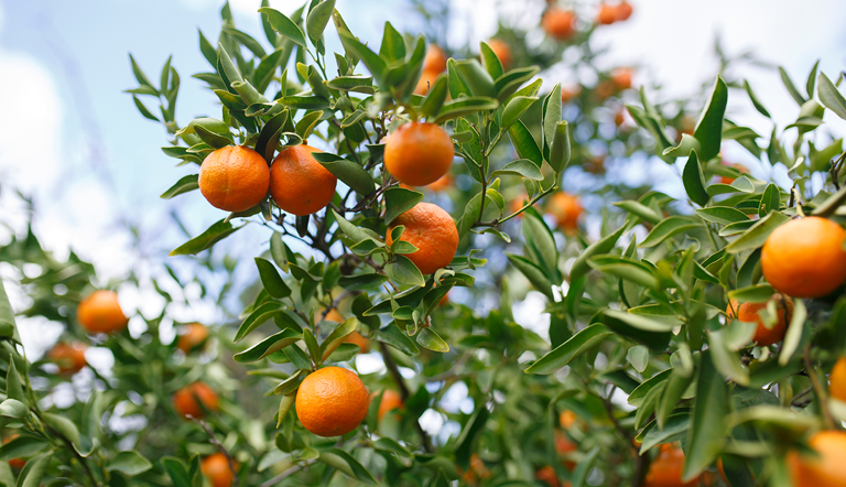 ADAMACheat Sheet_Pest Management For Citrus