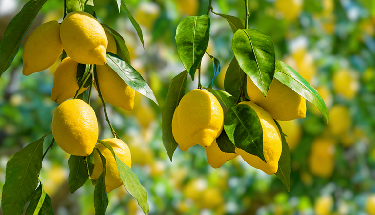 ADAMACitrus Fruit Farming_Where it all started in South Africa19