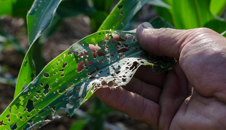 ADAMAManagement for Cutworms6