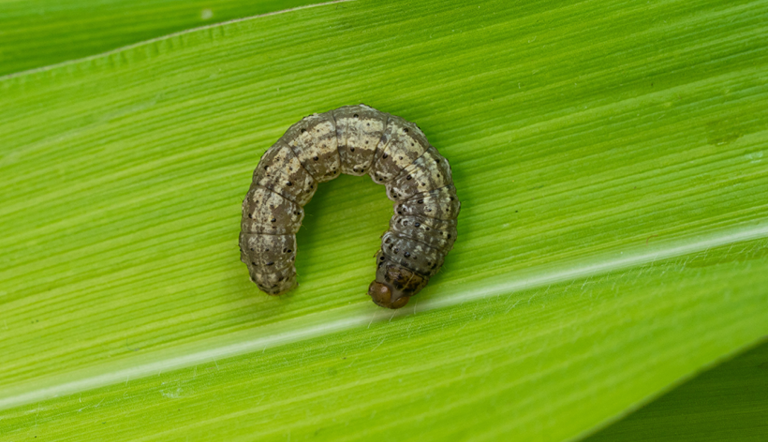 ADAMACutworm larvae on Maize7