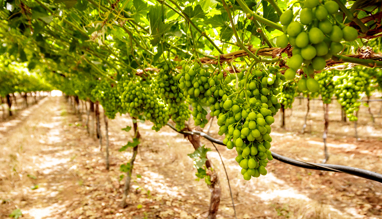 Table grape vines