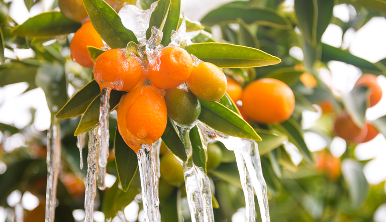 citrus-exports-south-africa