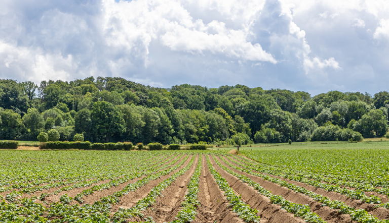 Potato farming in South Africa