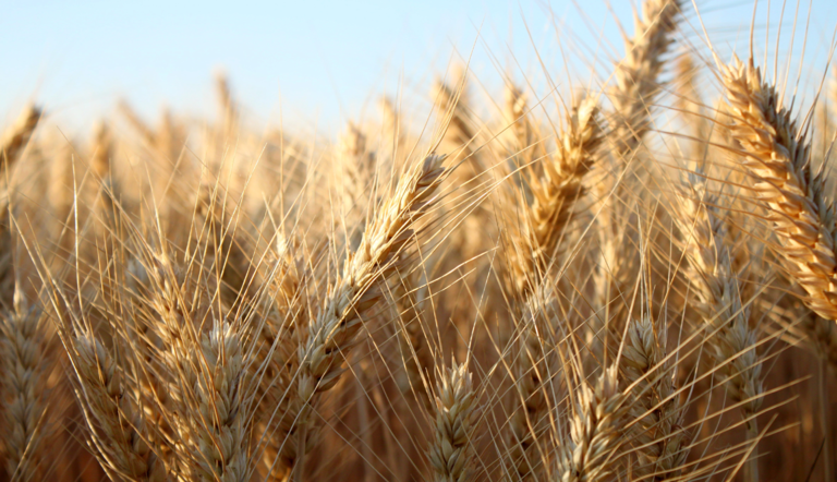 barley crop
