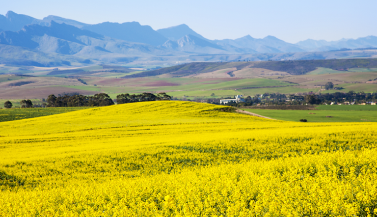 Canola Field