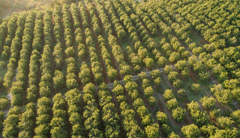 Aerial view of macadamia nuts