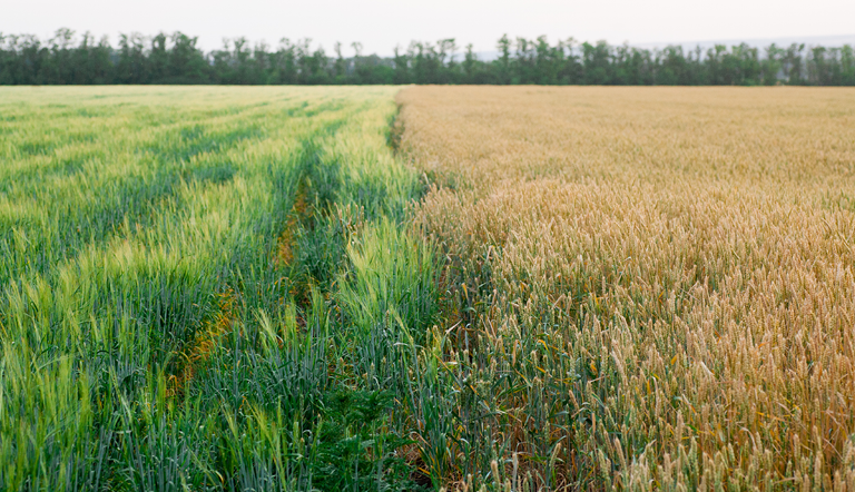 Pre-emergent weed control