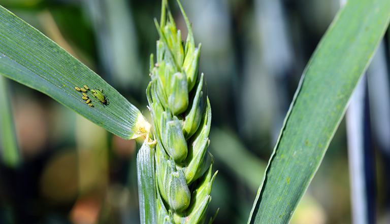 aphids-on-barley-leaf