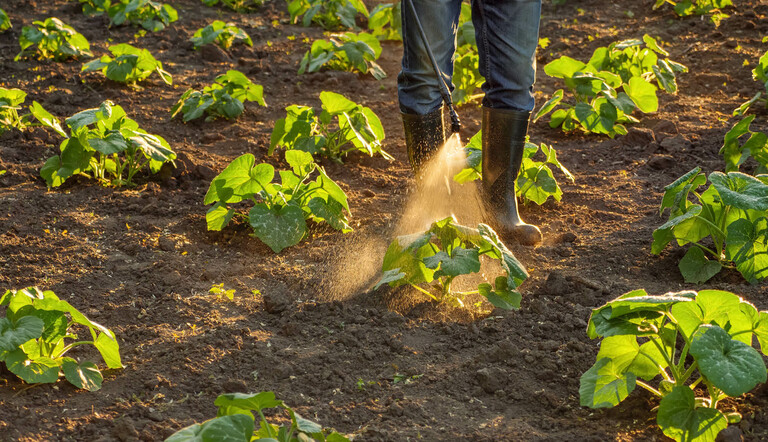 farmer-applying-fertilizer-to-plants