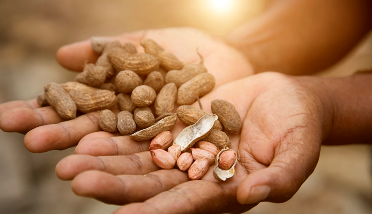 Groundnuts in the palm of a hand