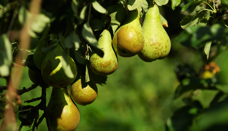 Pears in a pear tree