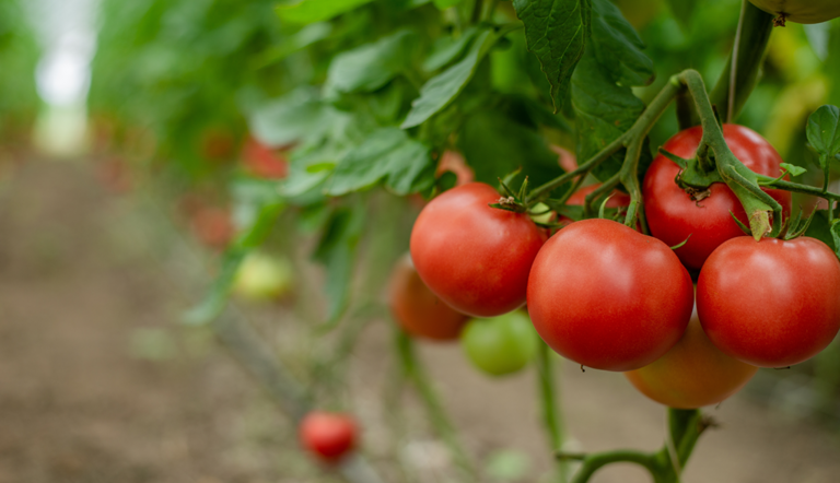 Tomato Crop