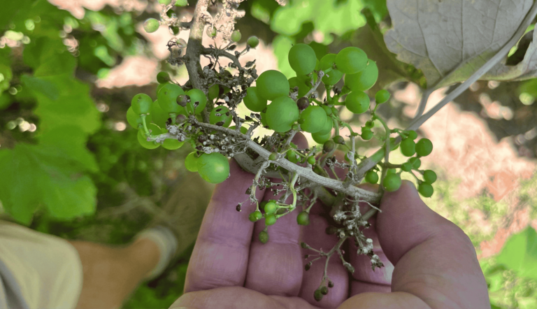 fungal-diseases-table-grapes-bunch