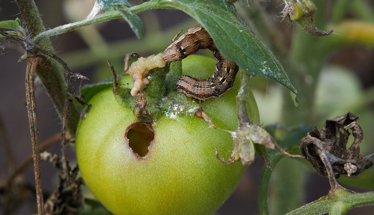Cotton bollworm on a green tomato plant