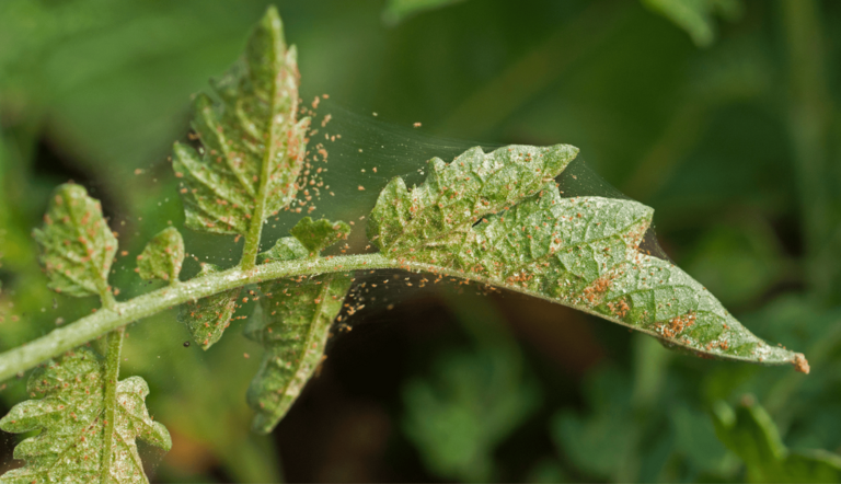 tomato red spider mites infesting plant foliage tomato with fine web