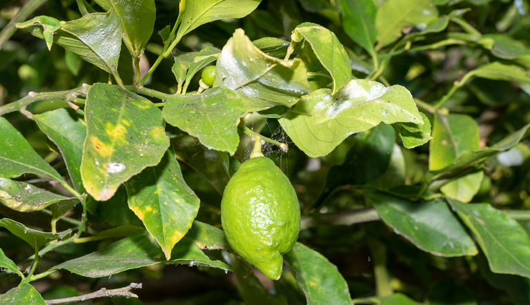 a citrus tree with a fruit