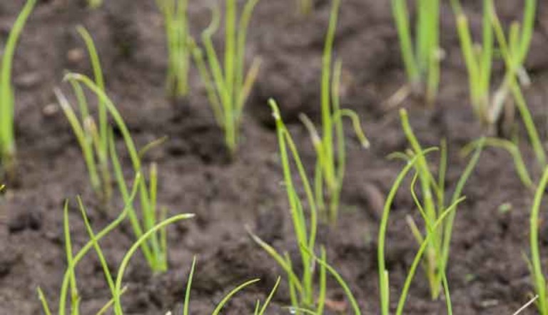 plant germinate
