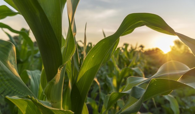 corn_plant