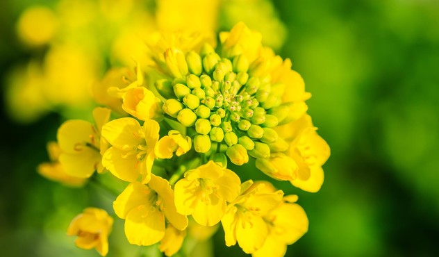 rape_flower_up_close