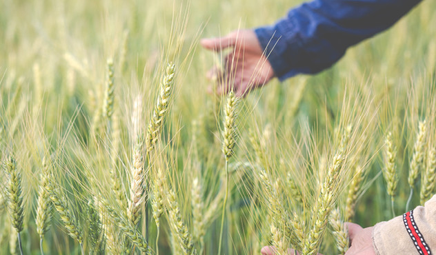 Wheat field