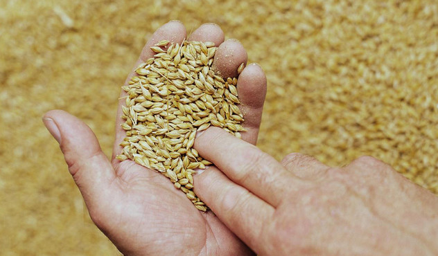 Barley Grains