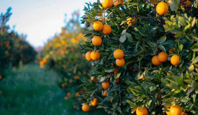 Citrus Tree with fruit