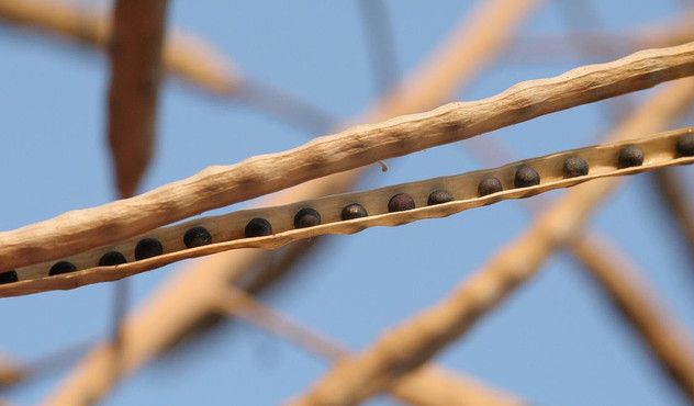 Canola