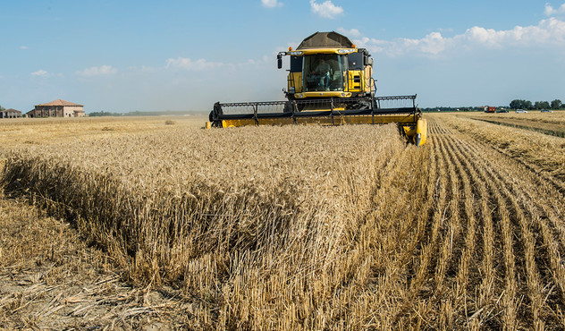 Wheat Farming