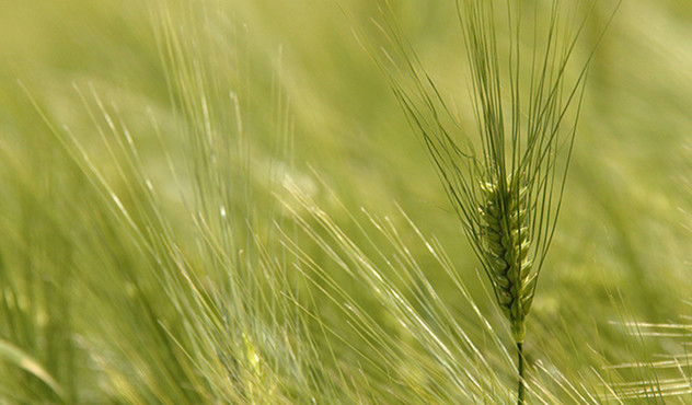 barley-plant.jpg