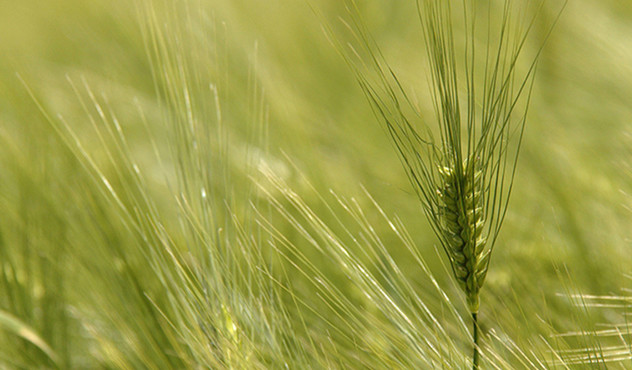 barley-plant.jpg