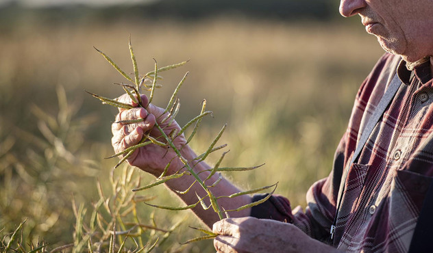 farmer-inspecting-canola-plant.jpg