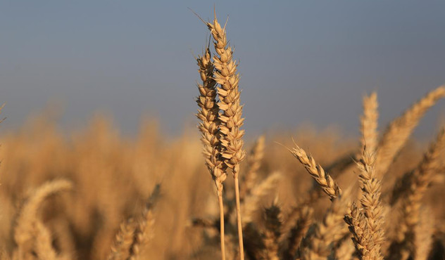 field-ripe-wheat.jpg