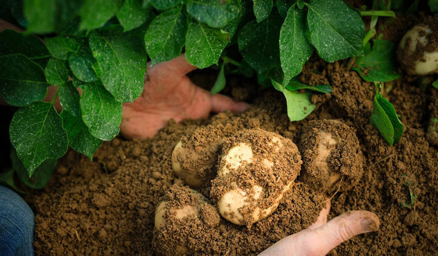 hands-in-soil.jpg