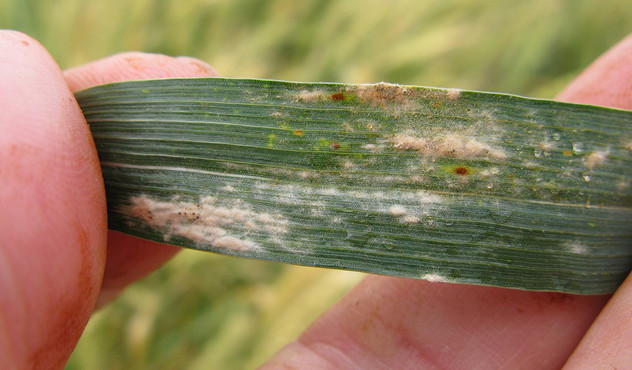 powdery-mildew-on-barley-leaf-3.jpg