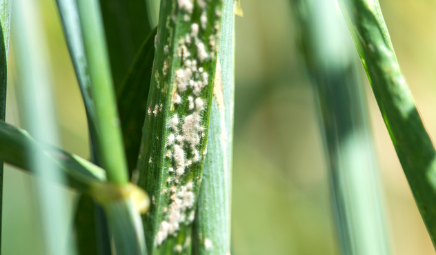 powdery-mildew-on-barley-leaf.jpg