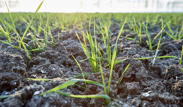 wheat-plant-shoots.jpg