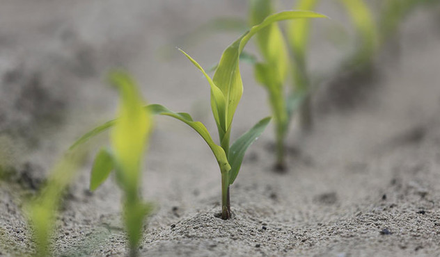 Corn-Sprouts-Up-Close.jpg