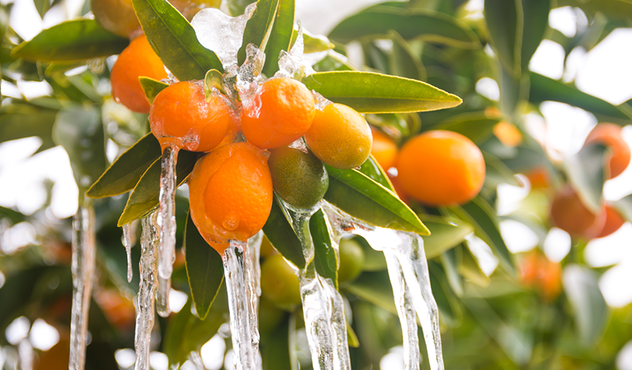 citrus-exports-south-africa