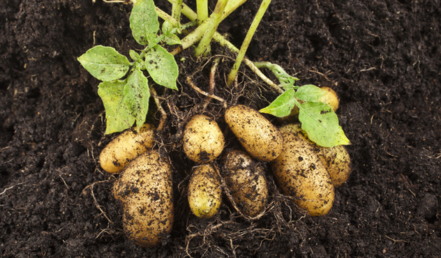 Potatoes lying in soil 