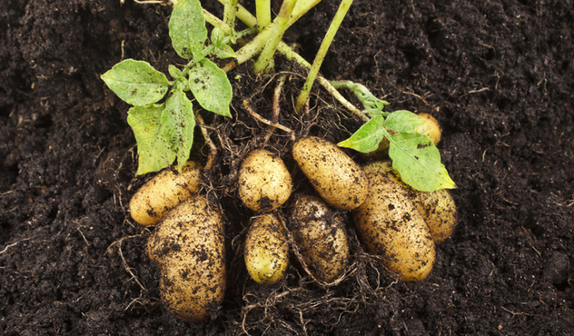 Potatoes lying in soil Potatoes lying in soil