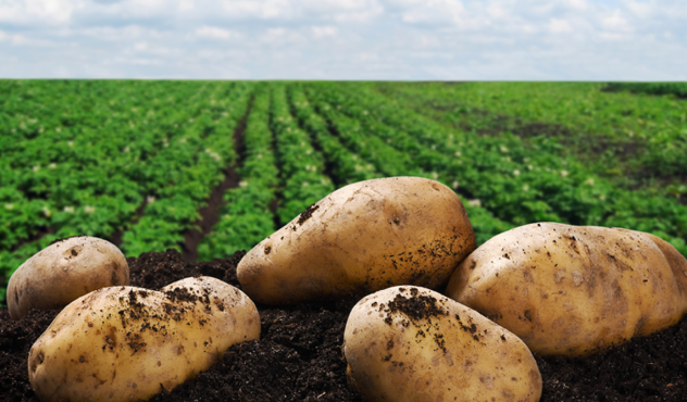 Potatoes