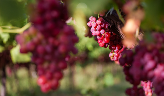 Red Grapes Bunch