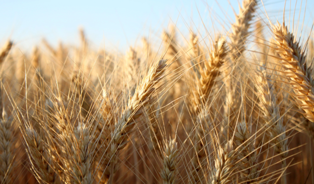 barley crop