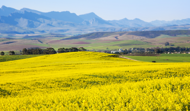 Canola Field