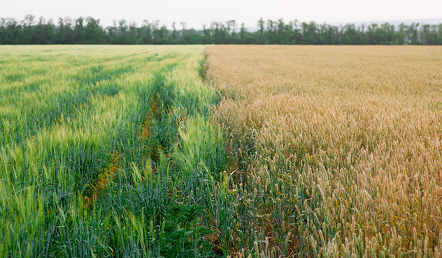 Rye and wheat growing in adjacent fields Rye and wheat growing in adjacent fields