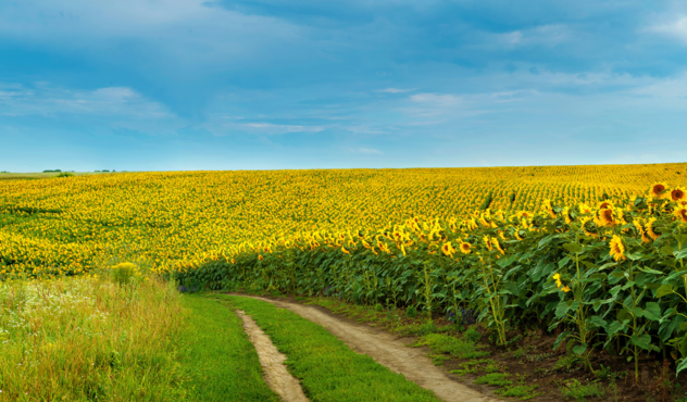 Sunflower field