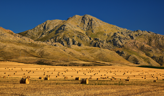 ADAMA-field
