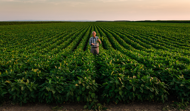 soybeans-field-with-farmer