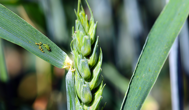 aphids-winged-wingless-colony-on-winter